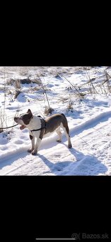 American bully pocket - 5