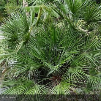 Chamaerops  vulcano X humilis - 5