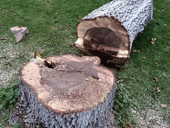 Predaj Orechové drevo - 5