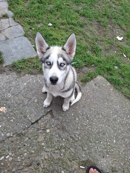 Predám fenku husky čisto krvná - 5