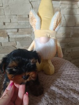 Mini Yorkshire terrier - 5