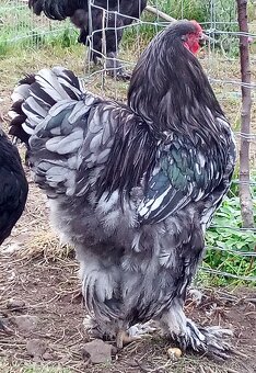 Mladé kohúty brahman - 5