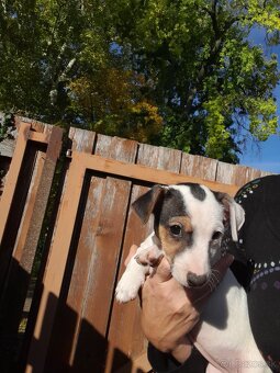 Jack Russell teriér - 5