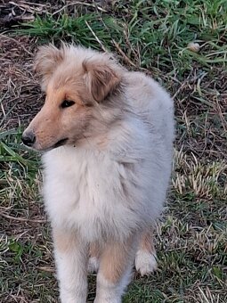 Kólia dlhosrstá - 5