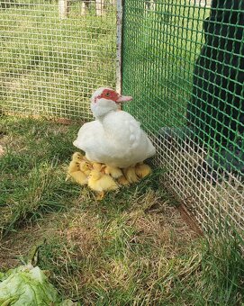 Predám kačky za lacno - 5