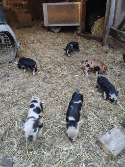 Kune kune - 5