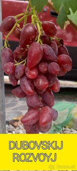 Stolový vinič predaj. - 5