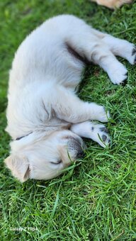 Zlatý retriever - 5
