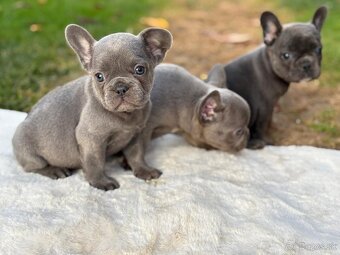 Francúzsky buldoček - 5