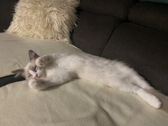 Radgoll mačiatko - 5