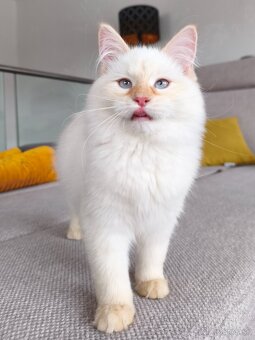 Mačiatka Neva Masquerade - 5