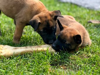 Belgický ovčák Malinois s PP po Edward Ad-Gür - 5