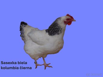 Predám 2 až 7 týždňové čistokrvné kurčatá. - 5