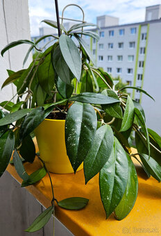 rastlina Hoya carnosa (voskovka) - 5