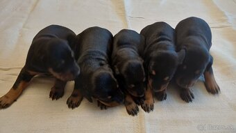 Doberman Šteniatka - 5