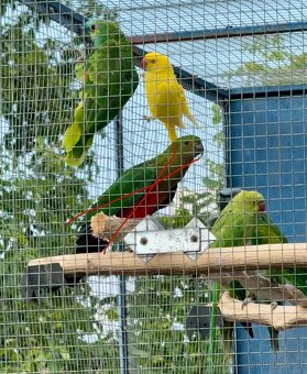 Alexander malý (zelený, žltý) a čínsky - 5