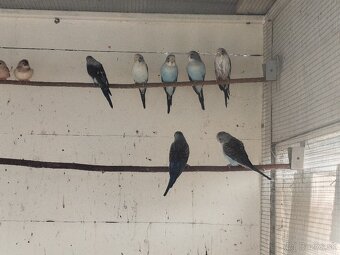 Andulka blackwings,ciernokrydla - 5