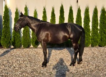 4 ročná kobylka - 5