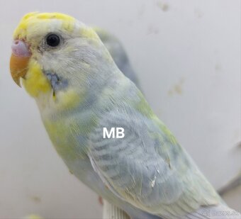 Dúhové andulky - 5