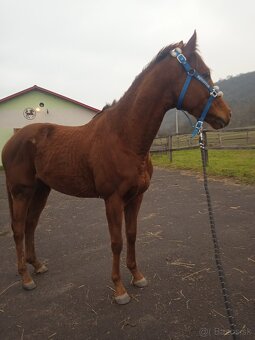 Predám koňa A1/1 - 5