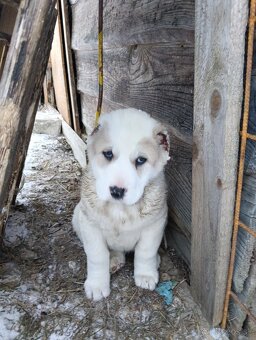 Stredoázijský ovčiak - 5