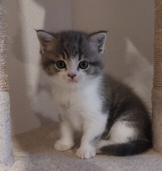 Britské mačiatka - 5