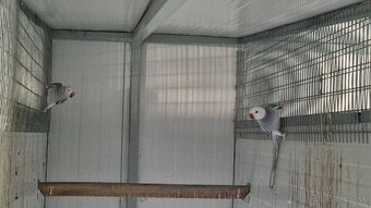 Alexander malý Chovné páriky r. 2021 - 5