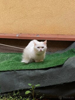 predám biele mačiatka Turecká angora - 5