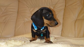 Jazvečik trpasličí hladkosrsty králičí psík - 5