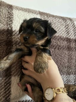 Yorkshire terrier - 5