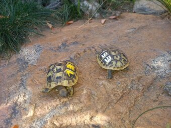 Testudo hermanni - 5