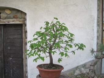 bonsai,bonsaj-hrab 5 - 5