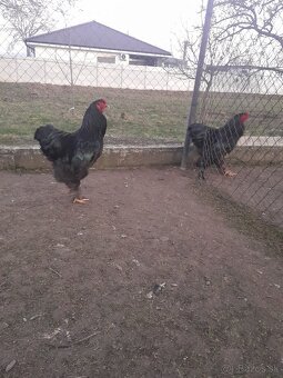 Brahmanka veľká - 5