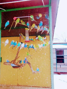 Andulky z vonkajšej voliéry - 5