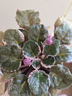 Panašovanu africká fialka (Saintpaulia variegata) - 5