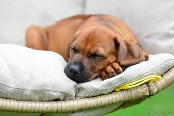 Štěně rhodéského ridgebacka - pes s PP - 5