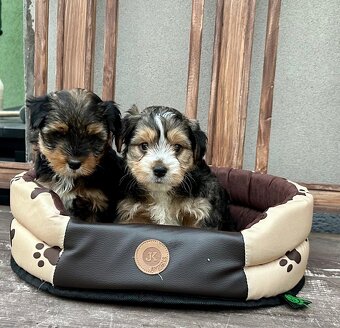 Yorkshire terrier - 5