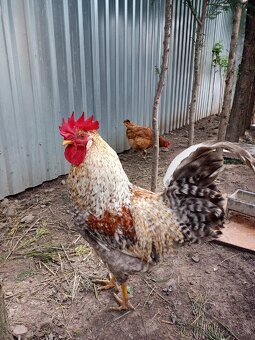 Zelene nasadove vajicka - 5