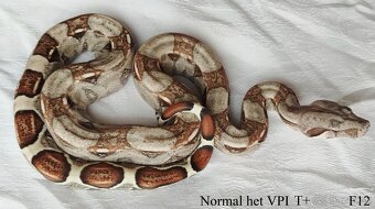 Boa constrictor - 5