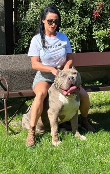 American bully xxl - 5