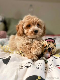 Caramell Maltipoo = Pudel + Maltese - 5