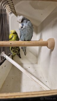 Vystavne Andulky - 5