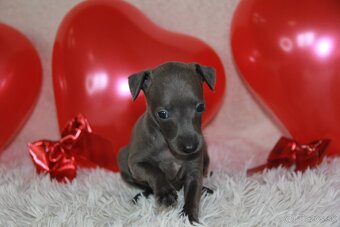 Taliansky chrtík - 5