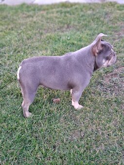 Francúzsky buldoček blue tan sučka - 5