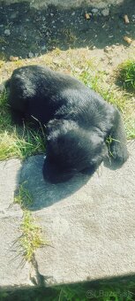 Dobry den darujem krasne steniatka su 2 mesacne - 5