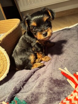 Yorkshirsky terrier, yorkie, york - 5