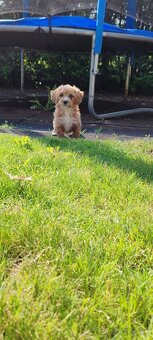 Maltipoo - 5