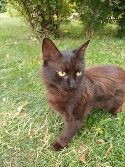 Darujeme kocúra - 5