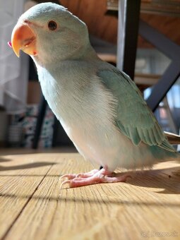 Alexander malý , aratinga slnečná KROTKY - 5