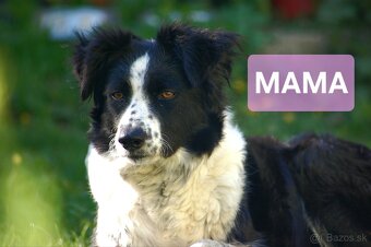 Šteniatko Border kólia - 5